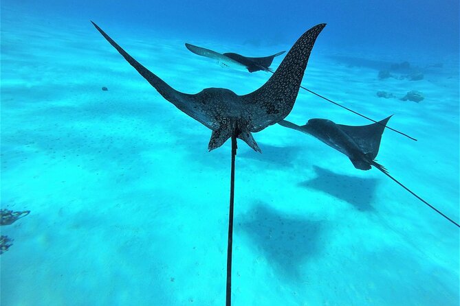 Reef Discovery Private Full Day Lagoon Tour & Water Lunch - Setting out across Bora Bora’s lagoon