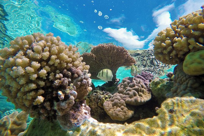 Reef Discovery Private Half Day Lagoon Tour - Why a private boat changes the outing