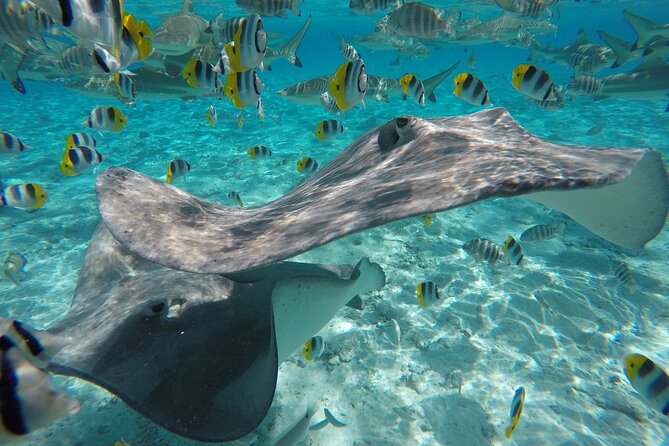 Reef Discovery Private Half Day Lagoon Tour - Stop three: the preserved coral garden