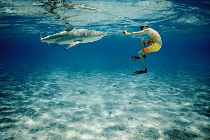 Reef Discovery Private Half Day Lagoon Tour - Morning or afternoon: choosing the right length
