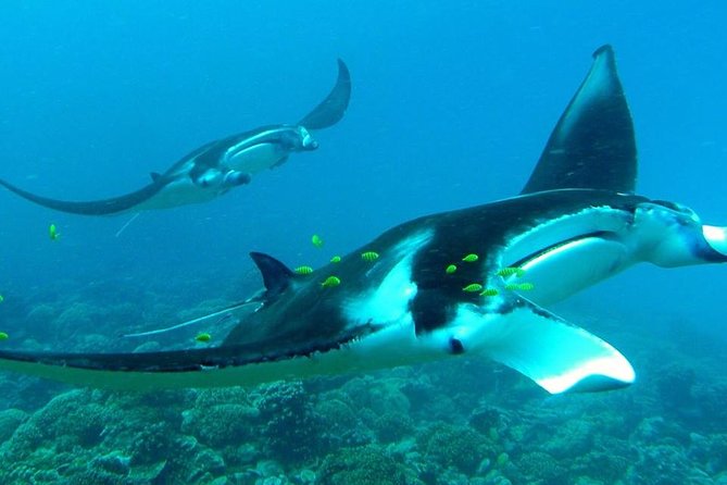 Reef Discovery Private Half Day Lagoon Tour - Setting out on Bora Bora Lagoon