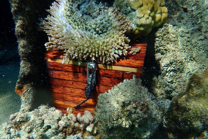 Reef Discovery Private Treasure Hunt - Coral gardens and fish gardens: the colorful middle of the hunt