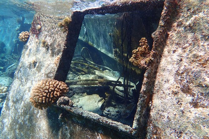 Reef Discovery Private Treasure Hunt - Manta rays and eagle rays: the big wildlife moments