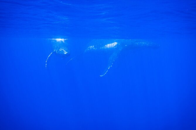 Respectful whale excursion to Tahiti in 4h30 - Setting out from Papeete Marina at 7am or noon
