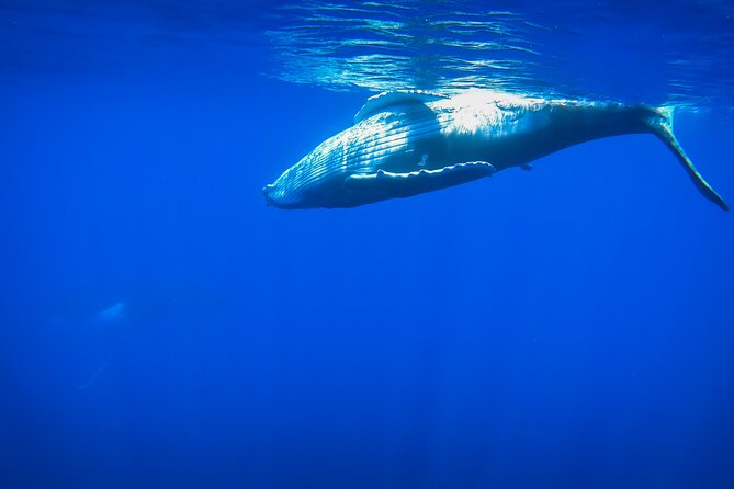 Respectful whale excursion to Tahiti in 4h30 - Respect matters more than a close photograph