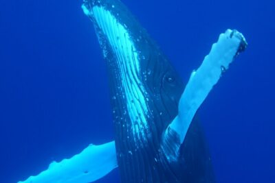 Respectful whale excursion to Tahiti in 4h30