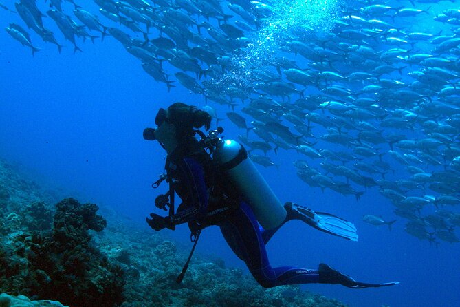 Respectful whale excursion to Tahiti in 4h30 - Fruit, drinks, and a 30-minute lagoon stop