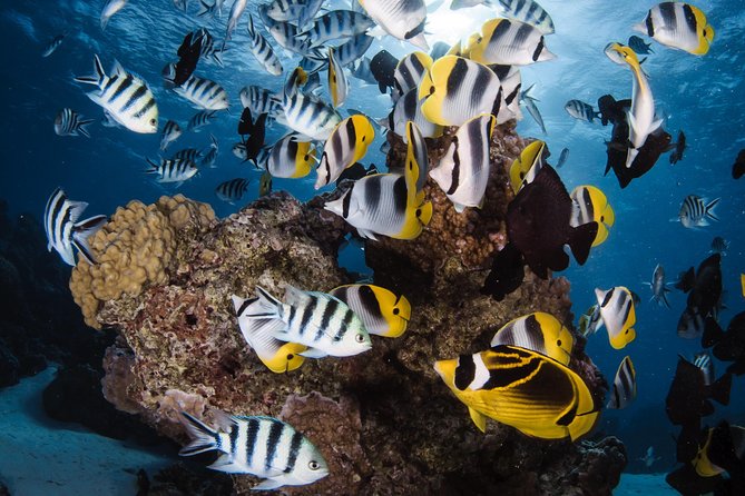 Romantic Dive for beginners in Bora Bora (2 people) with Video - A first underwater experience made for two