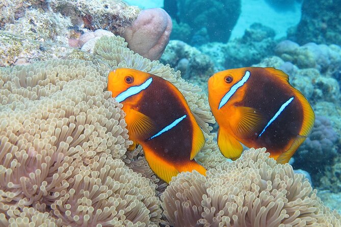 Romantic Dive for beginners in Bora Bora (2 people) with Video - The video turns a short outing into a keepsake