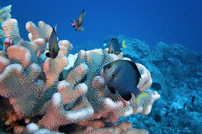 Romantic Dive for beginners in Bora Bora (2 people) with Video - A Polynesian black pearl with personal meaning
