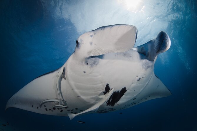Romantic dive in the lagoon of Bora Bora. Private instructor on a shared boat - The edited film and what it adds