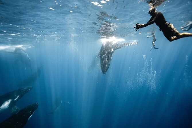 Sacred Experience Swimming with a Whale in Moorea - Key points to know before you book