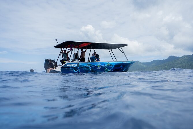 Sacred Experience Swimming with a Whale in Moorea - Searching the open water for humpbacks
