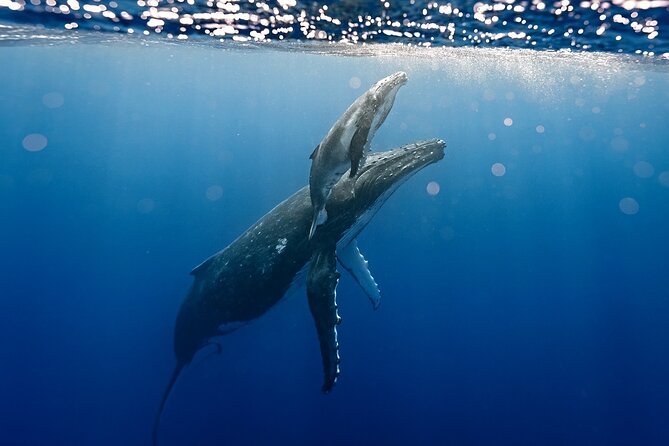 Sacred Experience Swimming with a Whale in Moorea - Boarding at Marina Vaiare