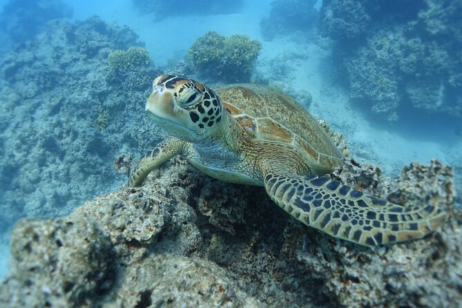 Sea Scooter Jet Snorkeling "Moorea Dream Adventure" - The morning schedule and hotel pickup