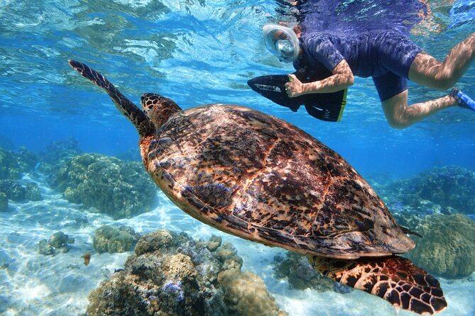 Sea Scooter Jet snorkeling "Moorea Reef Adventure" - What the Sea Scooter Actually Changes