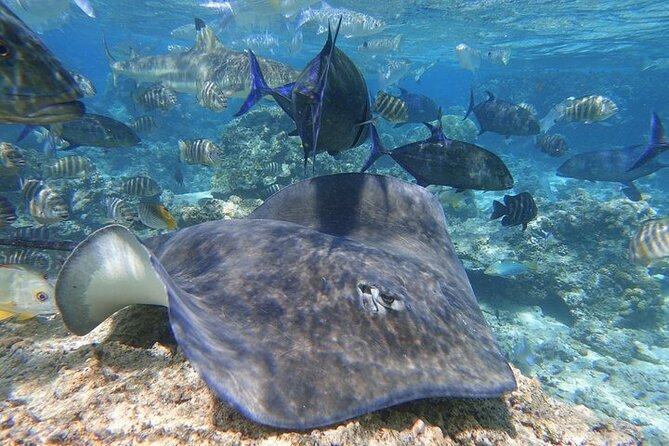 Sea Scooter Jet snorkeling "Moorea Reef Adventure" - First Reef Stop: Clear Water and Coral Gardens