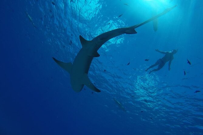 SHARED HALF DAY LAGOON TOUR - Bora Bora Cultural Lagoon Tour - Stop one: meeting Bora Bora’s pastenague rays