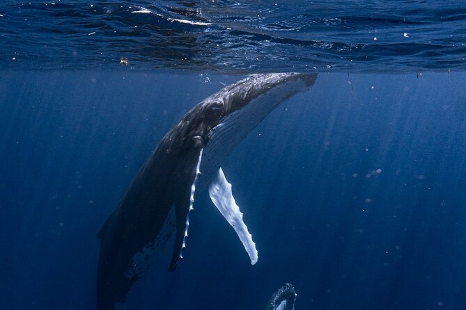 Shared Whale Expedition - Why this Moorea whale trip feels different