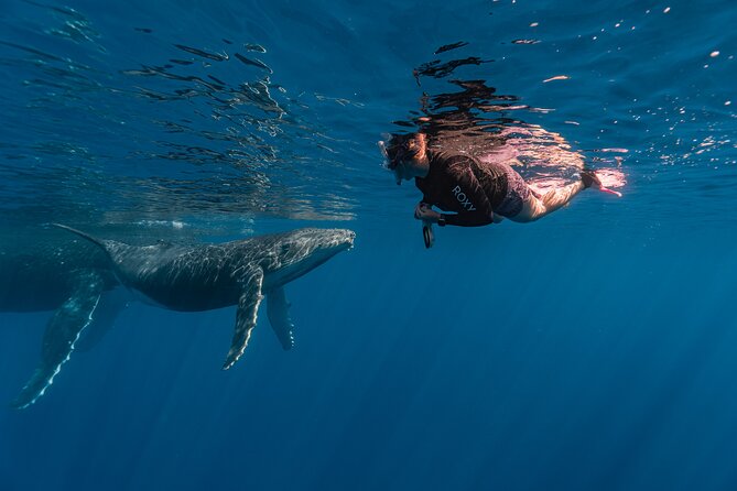Shared Whale Expedition - The possible swim with humpback whales
