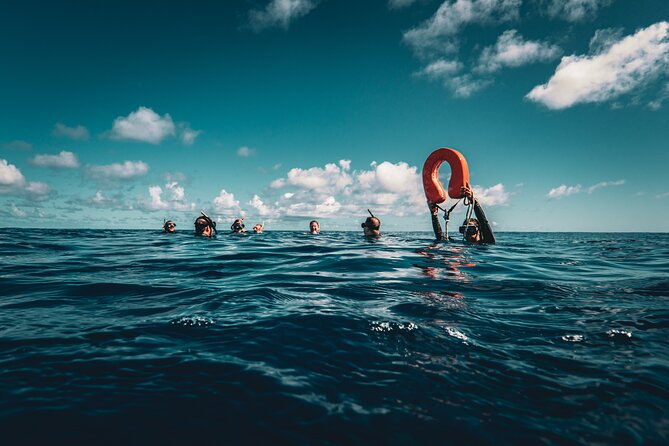 Shared Whale Expedition - Turtles, dolphins, rays, and sharks along the way