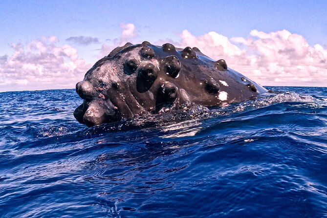 Shared Whale Expedition - What the guides add to the day