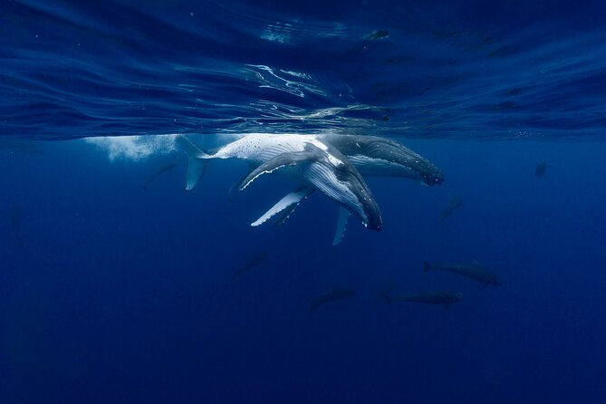Shared Whale Expedition - Who should book this experience?