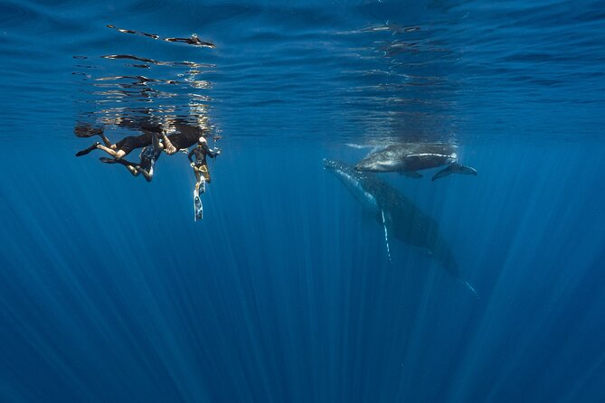 Shared Whale Expedition - Meeting Inutai at Moorea Marina