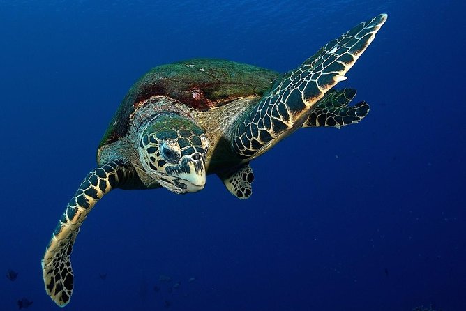 Small group snorkeling (5 people max): Turtles at 7:30am - Key points worth knowing
