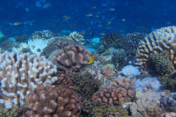 Small group snorkeling (5 people max): Turtles at 7:30am - Fifty minutes with turtles, coral, and reef fish