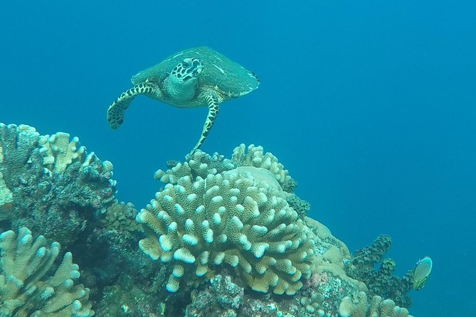 Small group snorkeling (5 people max): Turtles at 7:30am - Why the 7:30am start is more than a scheduling nuisance