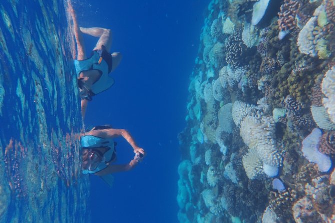 Small group snorkeling (5 people max): Turtles at 7:30am - Who should book this experience?