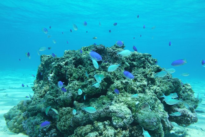 Small group snorkeling (5 people max): wrecks & tropical fishes at 1:00pm - Following the coral garden for about 70 minutes