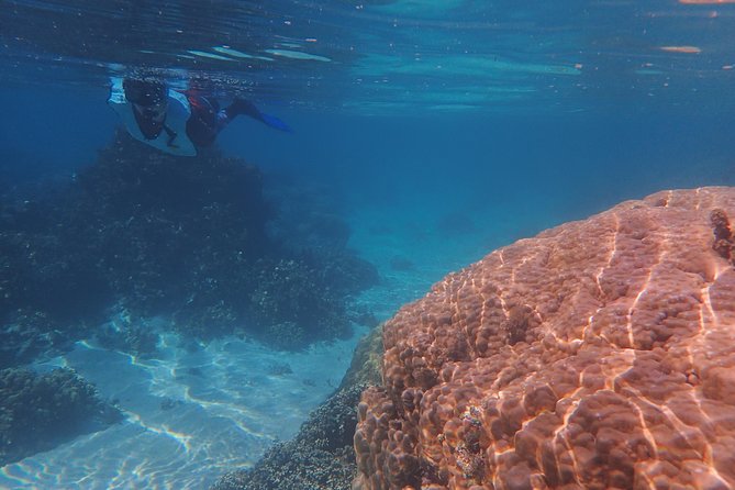 Small group snorkeling (5 people max): wrecks & tropical fishes at 10:30am - Who will enjoy this Tahiti excursion most