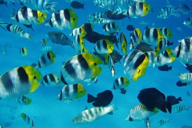 Small group snorkeling (5 people max): wrecks & tropical fishes at 10:30am - Should you book The Aquarium snorkeling tour?