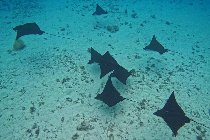 Snorkeling EN Small Group Tour in Tahiti - Punaauia and the calm search for dolphins