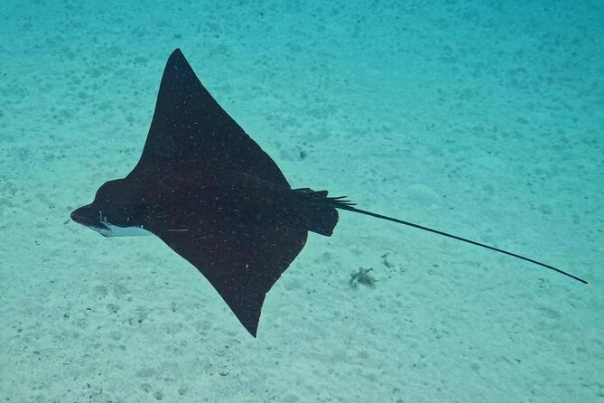 Snorkeling EN Small Group Tour in Tahiti - Eagle rays near Faaa