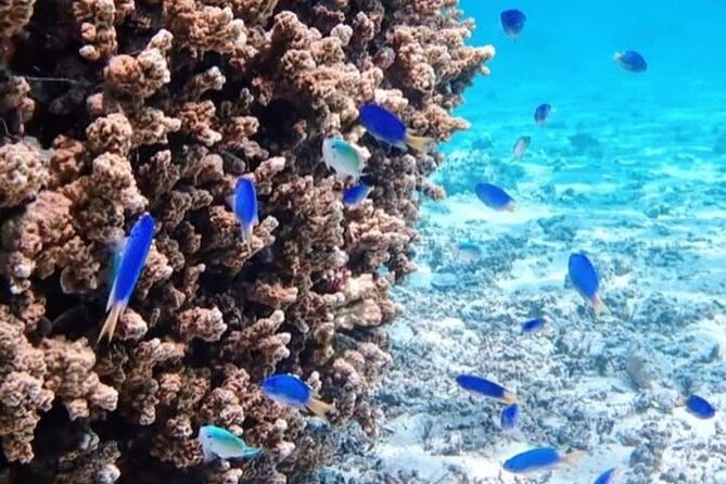 Snorkeling EN Small Group Tour in Tahiti - The coral garden and wrecks near Papeete Marina