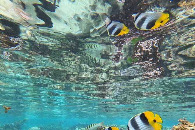 Snorkeling EN Small Group Tour in Tahiti - Weather, wildlife, and the flexible route