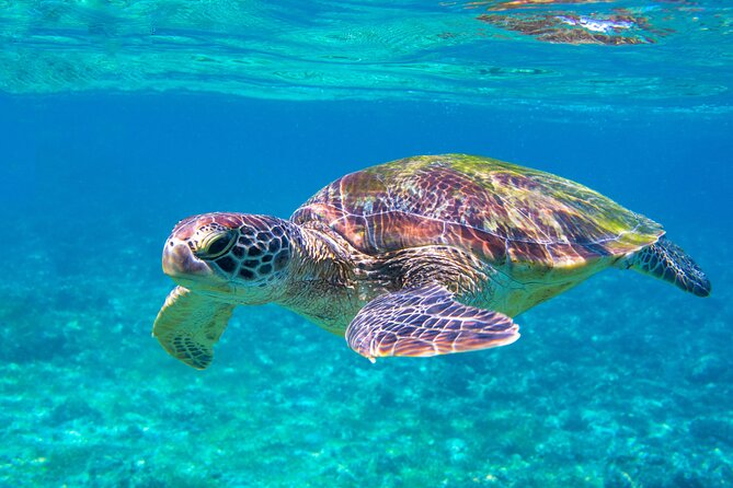 Snorkeling EN Underwater Scooter in Tahiti - Coral gardens and Tahiti’s tropical fish