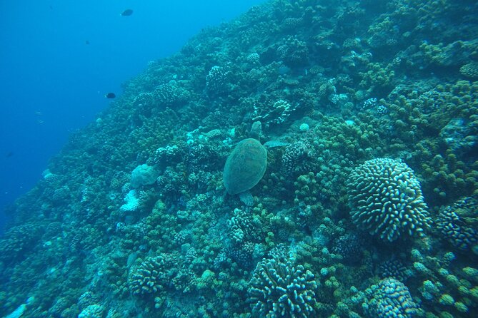 Snorkeling EN Underwater Scooter in Tahiti - Turtles, eagle rays, and small lagoon sharks