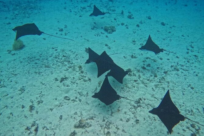 Snorkeling EN Underwater Scooter in Tahiti - How the small group changes the day