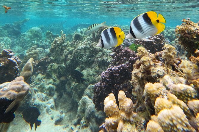 Snorkeling EN Underwater Scooter in Tahiti - Snacks, fruit, and the human touch
