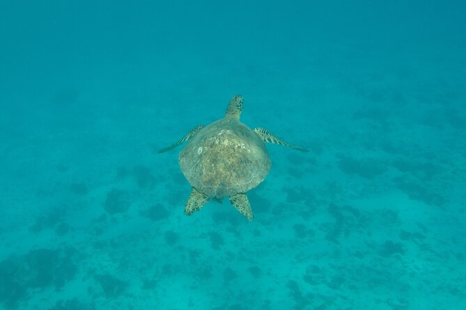 Snorkeling excursion and encounter with marine fauna in Moorea - Turtles, eagle rays, and the best water stop