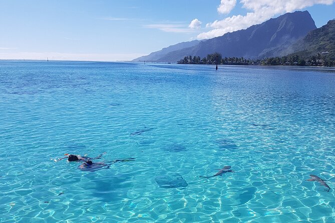 Snorkeling excursion, discovery of the lagoon, small group. - Why the small group matters on Moorea