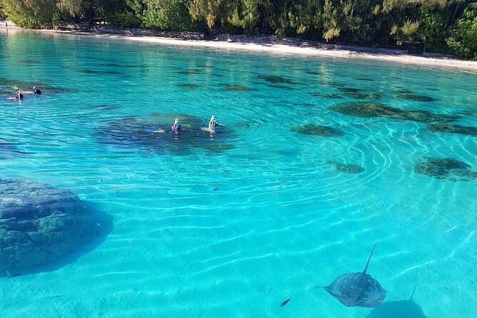 Snorkeling excursion, discovery of the lagoon, small group. - Wildlife and responsible expectations