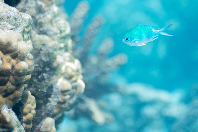 Snorkeling immersion in the wonders of Tahiti - The boat ride and first look at the lagoon