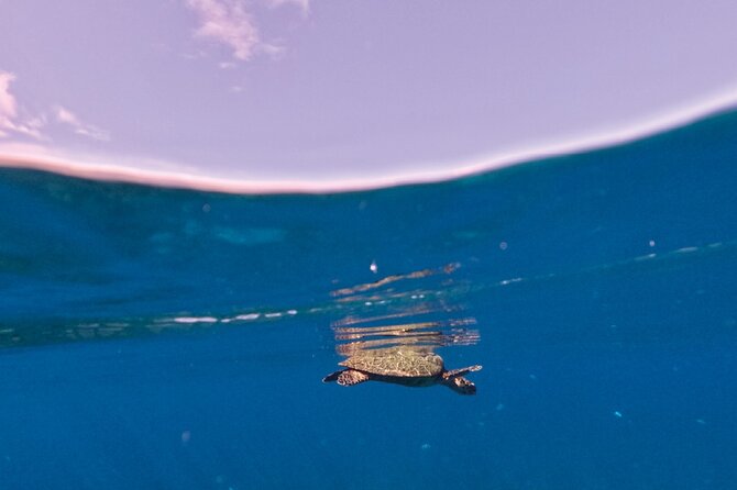 Snorkeling picnic in 4h30 with lunch in Tahiti - A Polynesian lunch with local drinks