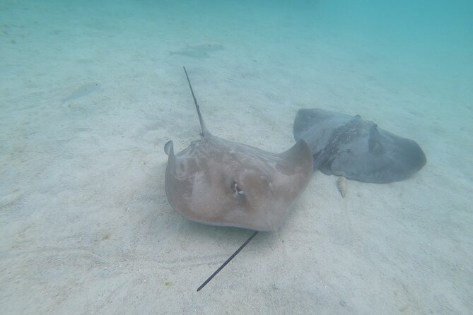 Snorkeling picnic in 4h30 with lunch in Tahiti - What the $218.64 price buys you
