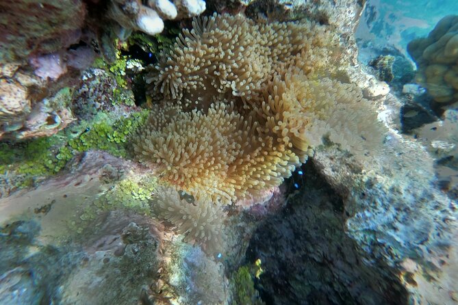 Snorkeling picnic in 4h30 with lunch in Tahiti - Pickup, meeting point, and cruise-day advice